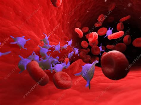 Active Blood Platelets Illustration Stock Image F0256458