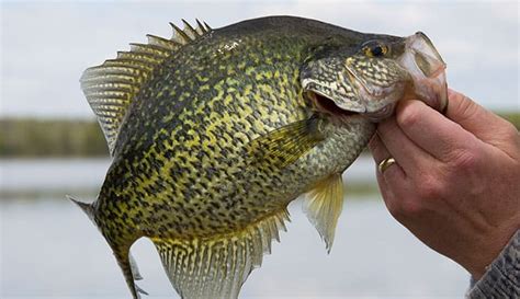 10 Best Crappie Baits Lures And Jigs In 2023 Reviewed By Fishing