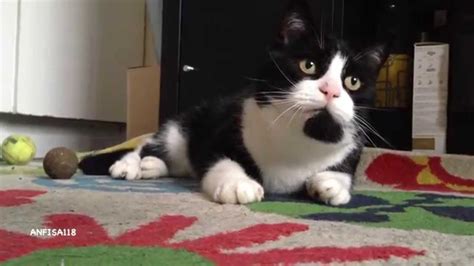 Cat Playing With Natural Catnip Mice Very Funny Youtube