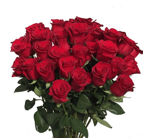 2 Dozen Ecuadorian Freedom Roses Vased In Vineland Nj The Flower Shoppe