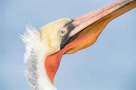 It’s Hard to Train Your Brain for These Shots … « Arthur Morris/BIRDS