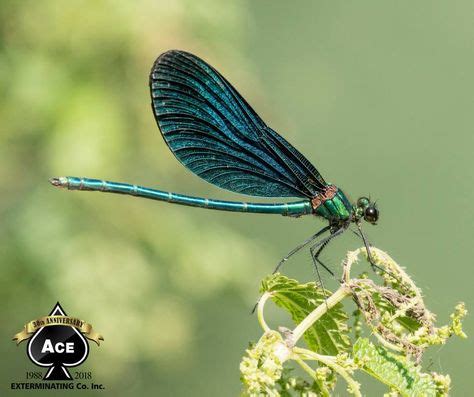 Pest control with arab termite and pest control won't break the bank. A damselfly can fly up to 60 miles per hour! | Termite ...