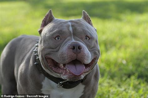 The american bully is a confident dog who loves people! Micro bully dog earns owners $1m-a-year with his perfect ...