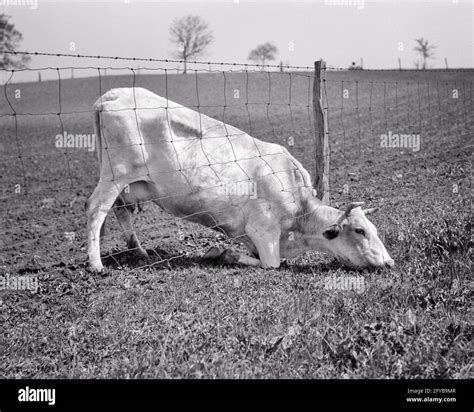1930s Dairy Cow Bending Kneeling Head Stretched Underneath Wire Fence