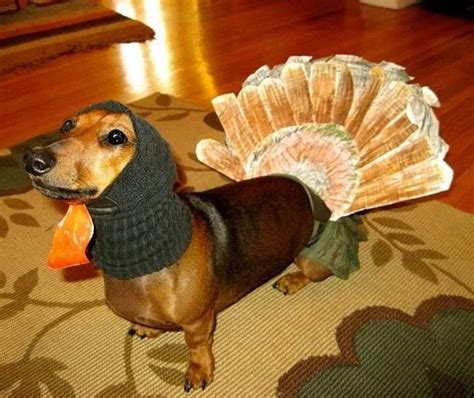 The Only Thanksgiving Dog Picture You Need To See Today Dog