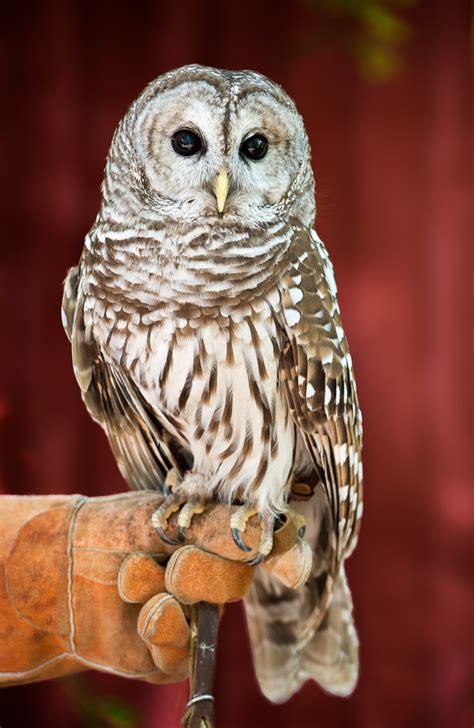 Barred Owl Lindsay Wildlife Experience