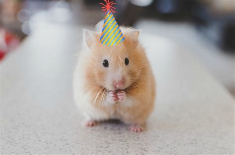 Hamster Birthday Hat Over The Hill Mom