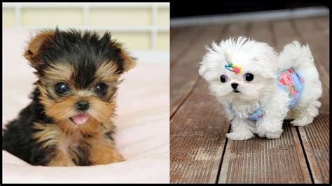 Watch it and enjoy the cuties!! Adorable Teacup Yorkie Puppies Compilation Video - YouTube