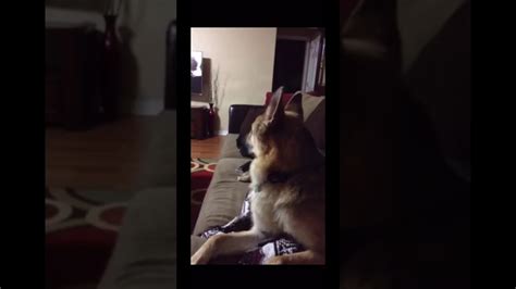 German Shepherd Howling Youtube