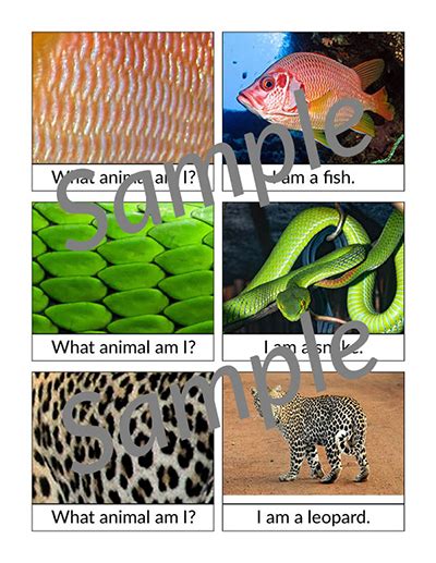What Animal Am I? Matching Cards - Gift of Curiosity