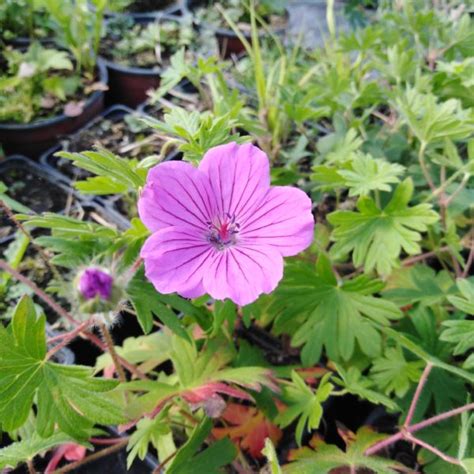 Geranium Sanguineum ´tiny Monster´ Pěstování Trvalek V Českých Podmínkách