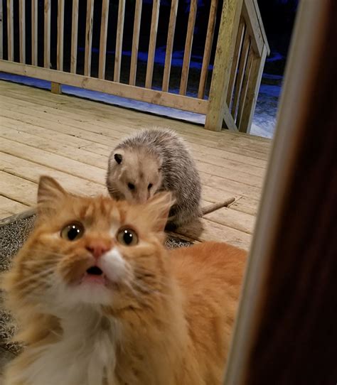 Your cat is moping around the house. Possum Tries To Steal Cat's Food, And Cat's Reaction Is ...