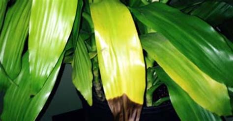 Many houseplants that are not kept in direct light need to pests and disease: Brown tips | Hometalk