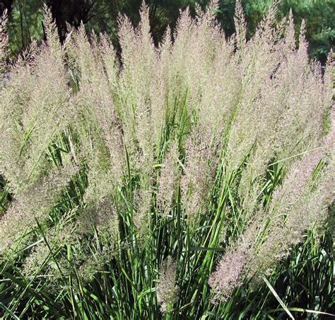 Buy Calamagrostis Brachytricha Korean Feather Reed Grass Online From