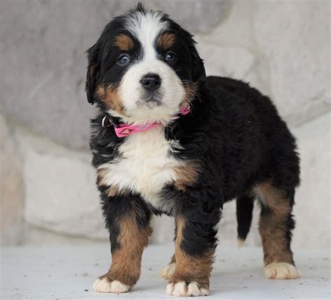 Akc Registered Bernese Mountain Dog For Sale Loudonville Oh Female R