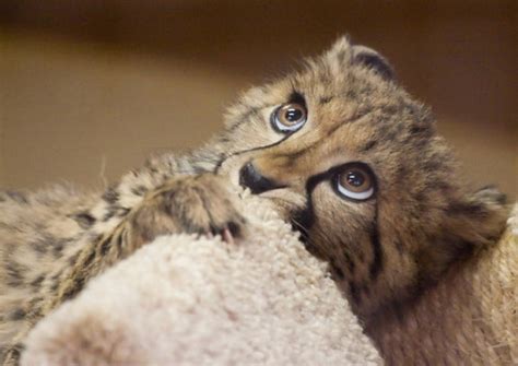 Cute Baby Cheetah Cubs Weneedfun