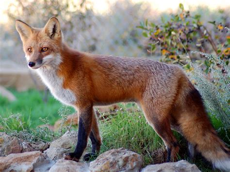Zorro Rojo | Wiki Reino Animalia | Fandom en 2020 | Zorro rojo, Zorro