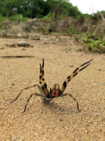 Brazilian Wandering Spider The Most Venomous Spider On Earth A Great
