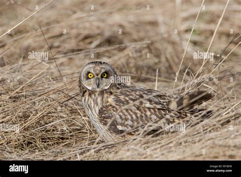 Short Eared Owl Asio Flammeus Mantling Prey In Long Grass In The