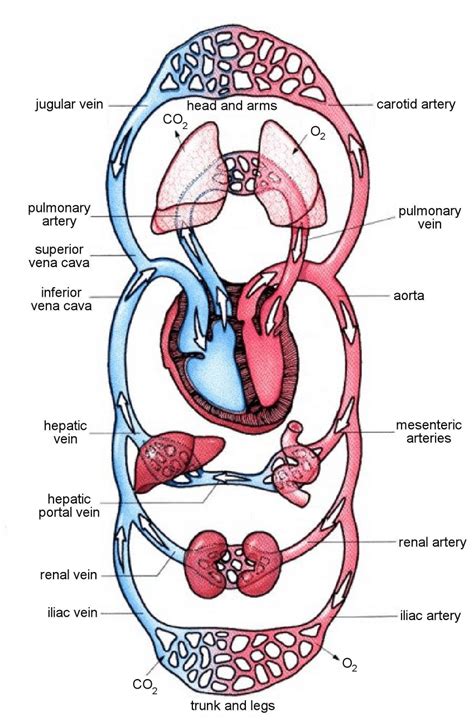 Cardiovascular System Diagram Human Circulatory System Physiology