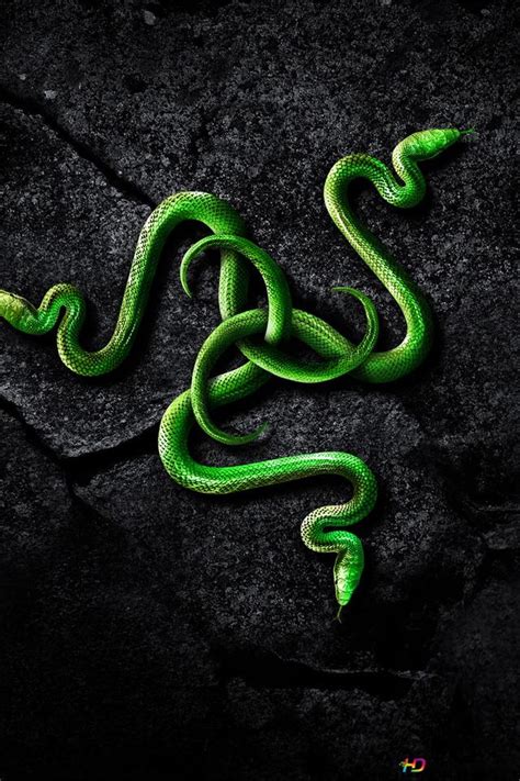 Razer Inc Snake Background Hd Wallpaper Download