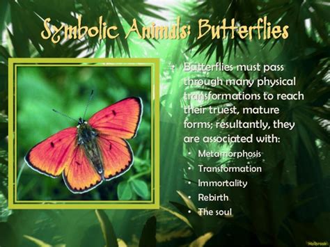 If the first butterfly of the summer season is white, it will be some say that if the first butterfly one sees in the year is white, there may be news of a death. Mythological Meanings Unmasked: Decoding The Symbolism of Myth