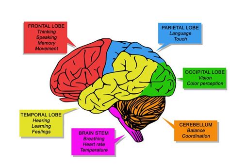 Which Part Of The Brain Deals With Thinking Mindvalley Blog Brain Parts Human Brain Parts