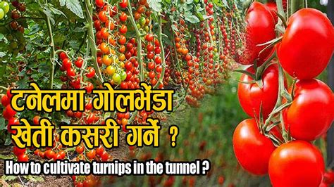 How To Tomato Farming In Tunnel Tomato Farming In Nepal