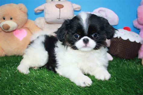 We are happy to announce that we have a healthy litter of 5 shih tzu x japanese chin puppies. Japanese Chin Puppies For Sale - Long Island Puppies