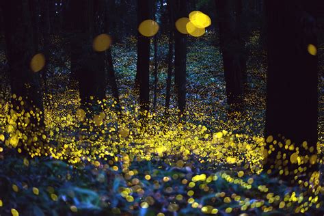 Theantidotefirefliesphotos Of Fireflies By Tsuneaki Hiramatsuon Hot