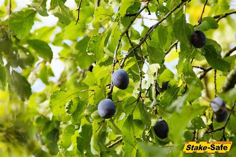 Fruit Trees That Thrive In Planting Zones 3 And 4 And Bear Fruit