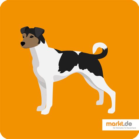 Er ist einer der mittelgroßen hunde. Hunderassen von A bis Z im Überblick mit Bildern | markt.de