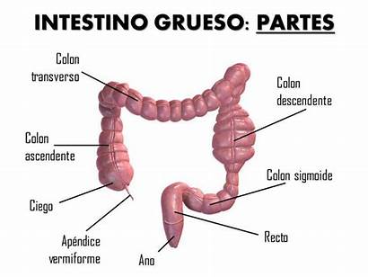 Intestino Grueso Colon Partes Digestivo Parte Estructura