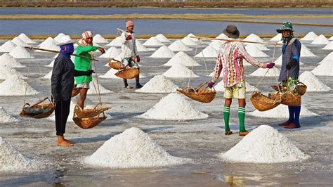 Salt Farming Process Salt Harvesting And Salt Processing Technology