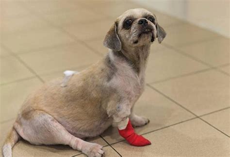 When your dog is nearing the end of his/her life, the emotional weight that falls upon you can be tremendous. Most Common Tumors and Cancers Found in Dogs | PetMD