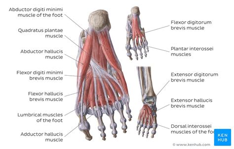 Maximum isometric force for the main pims is 375 n. Dorsal muscles of the foot: Anatomy and function | Kenhub