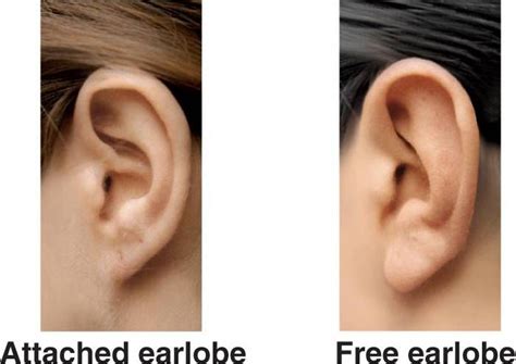There Are Two Types Of Earlobes Attached And Free Swinging They Are Inherited Traits So They