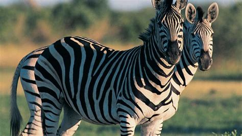 Zebra Size Diet And Facts Britannica