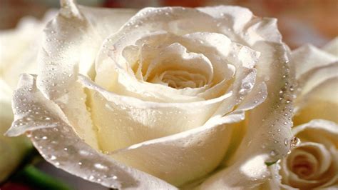 White Roses Wallpapers Wallpaper Cave