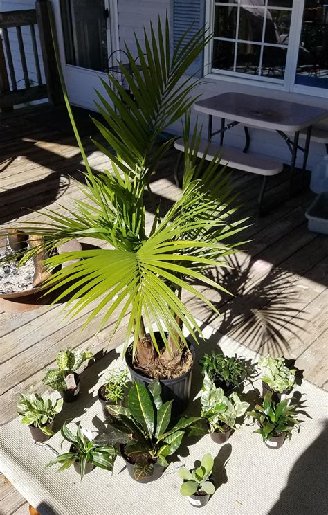So you must have learned about linear regression. Lowe's Clearance - $20 for these 11 plants! : plants