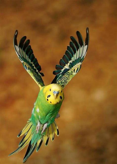 Parakeet In Flight Budgies Bird Budgies Bird Species