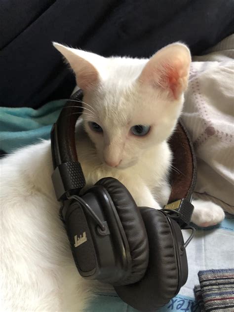 A White Cat Wearing Headphones On Top Of A Bed