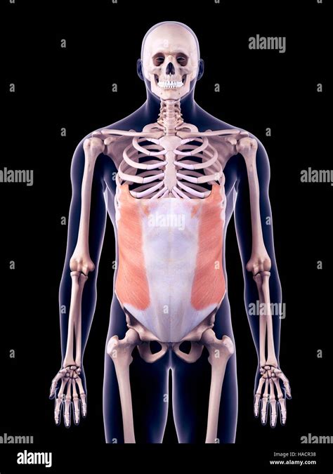 Oblique Muscle Hi Res Stock Photography And Images Alamy