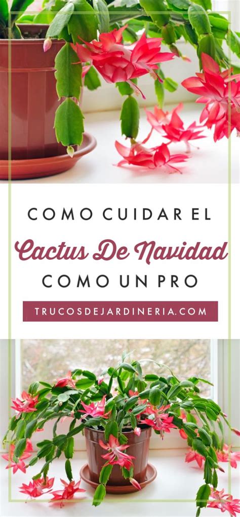 L➤ cactus de navidad o schlumbergera x buckleyi el cactus de navidad es una de las plantas más curiosas y exóticas en el mundo. Cómo Cuidar los Cactus de Navidad | Cactus de navidad ...