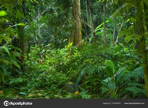 Southeast Asian Tropical Jungle Stock Photo By ©teotarras 174792270