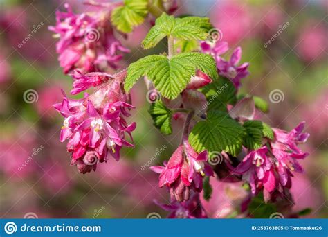Red Flowering Currant Ribes Sanguineum Flowers Stock Image Image Of