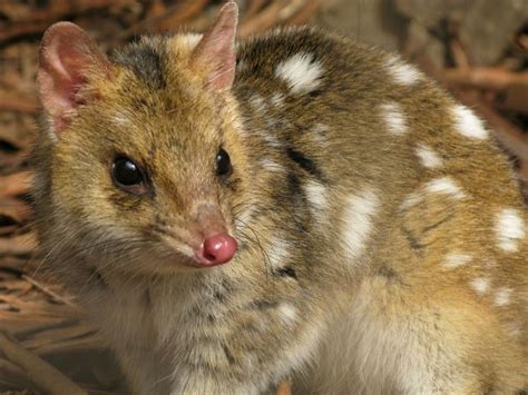 The Cute Polka Dot Eastern Quolls Begin Their Reintroduction To