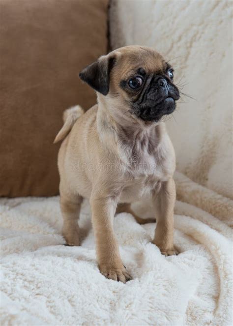 Pug Puppy Stock Photo Image Of Male Puppy Fawn Blond 72455328