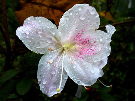 Wet Flower Photograph By Kchink Flinch