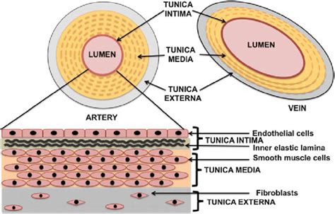 Its smooth surface decreases resistance to blood flow 1 The blood vessels and the microscopic structure of an artery | Download Scientific Diagram